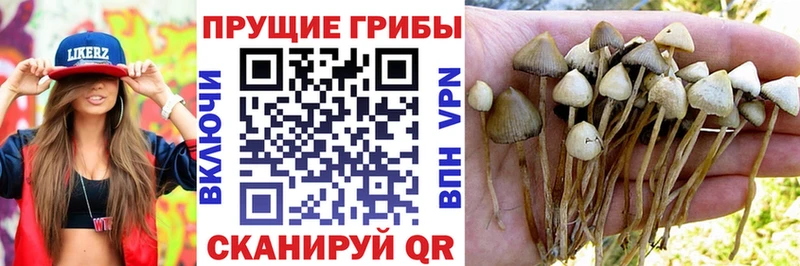 Псилоцибиновые грибы MAGIC MUSHROOMS Майкоп